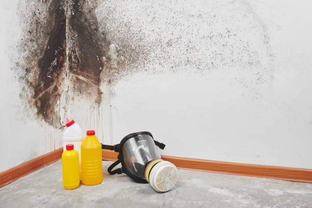 Best Emergency Mold Remediation in Ferron, UT