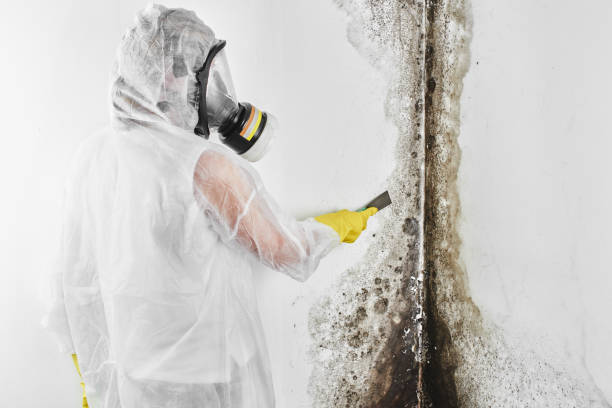 Best Health and Safety Mold Remediation in Ferron, UT