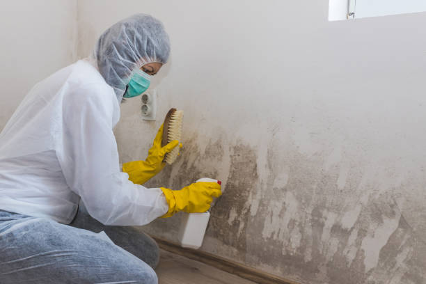 Best Post-Flood Mold Remediation in Ferron, UT