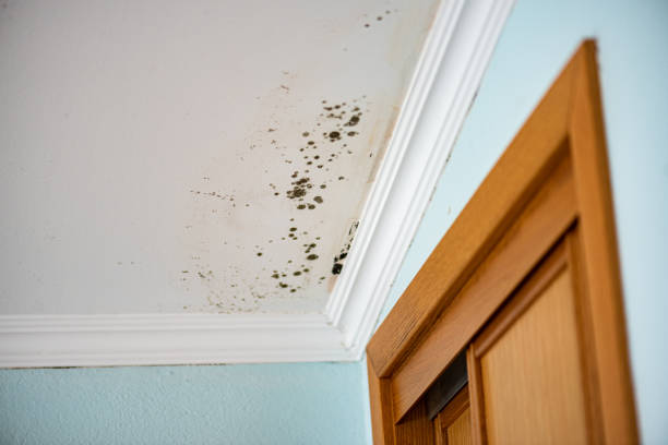 Best Commercial Mold Remediation in Ferron, UT