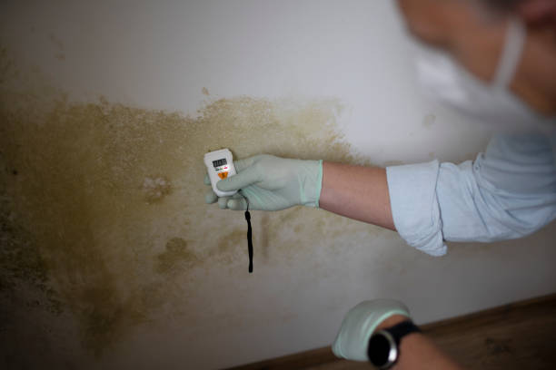 Reliable Ferron, UT Mold Remediation Solutions