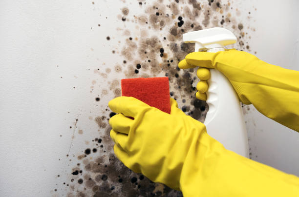 Best DIY Mold Remediation Support Services in Ferron, UT