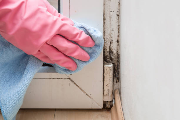 Best Basement Mold Remediation in Ferron, UT